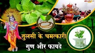 तुलसी के चमत्कारी गुण और फायदे | Health Benefits of Tulsi (Indian Holy Basil) | Tulsi Pujan Divas