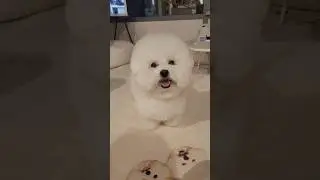 #wow #beautiful #nice #dog