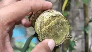 Pemula harus tahu,perbedaan fungisida kontak dan sistemik serta pengaplikasian pada anggrek