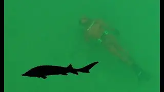 Looking for sturgeon freediving | Harrison River