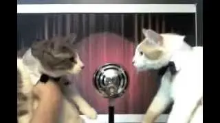 Two and a Half Cats