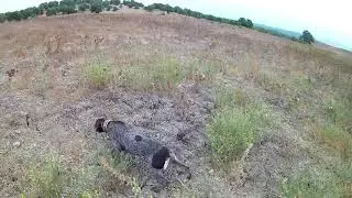 cazando conejos con perros de muestra un dia de media veda 18 braco aleman .