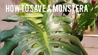 HOW TO HAVE A HEALTHY MONSTERA//HOW TO FERTILIZE A HEALTHY MONSTERA/MORE LEAVES ON MONSTERAS
