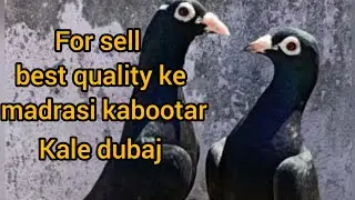 Kale dobaj madrasi.for sale Kale Dubai madrasi.फोर सेल काले काले दोबाज मद्रासी फोर  सेल .uttam nagar