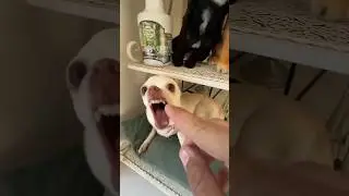 Niki is the most celebrity🐕🐕🤣🤣 chihuahua in the world
