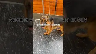 German Shepherd on High Alert #dog #funny #dogshorts #pets #puppy #cute #shorts #short #gsd #dogs