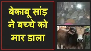 बेकाबू सांड ने बच्चे को ऐसा मारा | badaun | live khabar