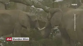 Elefanten fressen Sch&ouml;nbrunner Christbaum