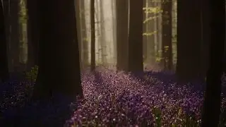 Is Hallerbos the MOST MAGICAL Forest in Belgium? HD