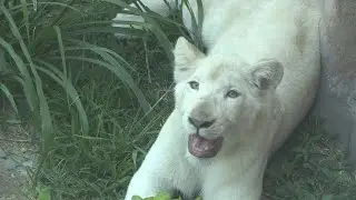 Two white lions emerge from quarantine at Peru zoo | AFP