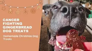 Cancer Fighting Gingerbread Christmas Dog Treats 🐶🤎