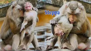 Super  Screaming Baby Steppa During Mama Stephanie Try To Bite Her