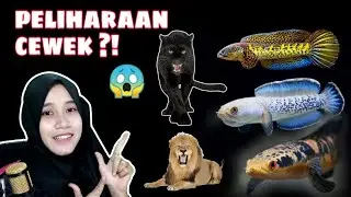 REVIEW SEMUA HEWAN PELIHARAANKU, DARI CHANNA GALAK SAMPAI SINGA ?!