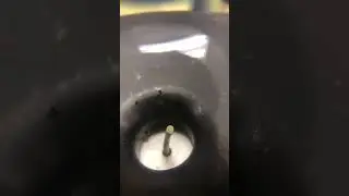 Branch water potential