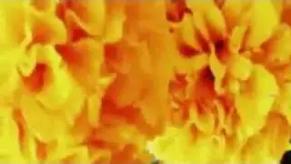 music clip s7i4, the bass thing, excerpt video - trio aligraya film