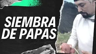 Siembra de Papas- Siembra de papas nativas, siembra de papas en Chile, siembra de papas Sur de Chile