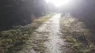 Segway Mini Pro in the Danish autumn forest.