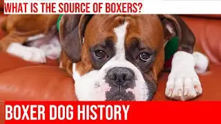 Uncovering the History of Boxer Dogs: From Past to Present