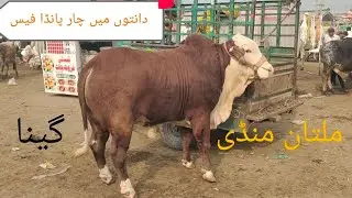 Multan Mandi/desi cholistani cross mein bachade