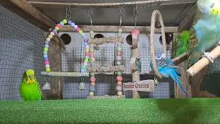 Parrot baby moments