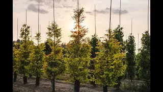 Wholesale Plants: What's Shipping Now October 6, 2023