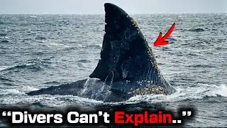 Cage Divers Documenting Great whites Captured Ancient Marine Apex Predator Still Lurking In Pacific!