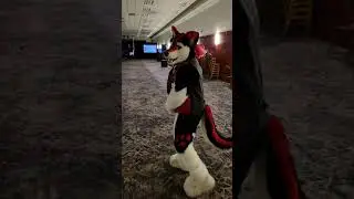 Razz Husky Handstanding at IFC2021