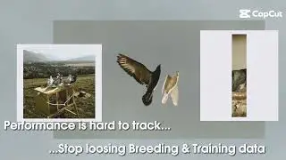 Fly High &ndash; Track & improve your acrobatic & highflyer pigeons&rsquo; performance