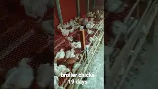 Broiler chicks / cage system /19 days/