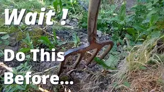 How to properly move tree or shrub!