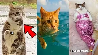 Los Bruschimichis 😹 | 10 Horas con los GATOS M&Aacute;S DIVERTIDOS del MES &mdash; R&iacute;e Sin Parar con Sus Locuras
