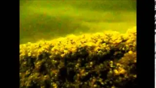 Bootduik Vinkeveen - Zandeiland 8