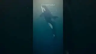 Orca | The Killer Whale #shorts