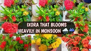 IXORA THAT BLOOMS HEAVILY IN MONSOON 🌧️☔ | IXORA HEAVY FLOWERING TIPS 😍🌸
