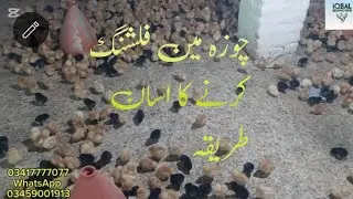 Flushing in poultry/ Lohman Brown chicks for sale/ Lohman best organic egg laying breed