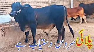 Palai Service Avalable At Hamdan Cattle Farm|