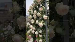 Beautiful climbing white rose flowers garden
