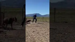 Goat roping