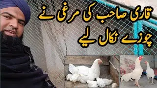 Qari Shb k murgi NY chuzy deyen | Ali Bhai tv