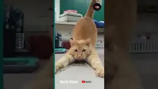 💞😆Cats and dogs fighting very funny😂   Try not to laugh