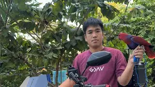 SUNCONURE FREEFLIGHT MAMAW SA ERE! Sc parrot freefly