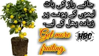 How to grow lemon plant |How to get more fruiting. #art #plants #lemon