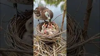 Mother Bird Feeding Her Chicks by the Lake 🐣 Calm Nature Moment #birds #birdsong
