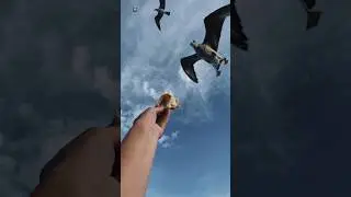 Pigeons sound ❤️