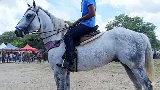Os Melhores cavalos mangalarga na Feira de cavalo de Gravatá Pernambuco #cavalo 