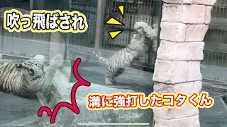 激しいぶつかり稽古で吹っ飛んだコタくん大丈夫⁉️ 9月1日 東武動物公園　ホワイトタイガー赤ちゃん