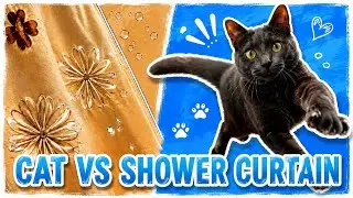 Cat VS shower curtain/ Oscar loves to play / Silly cat video #cat #catvideo #sillycat