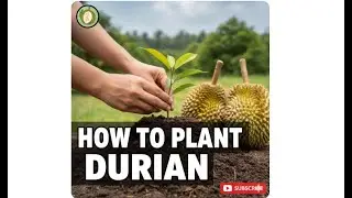 How to Plant Durian the Right Way | Complete Growing Process || King Fruits