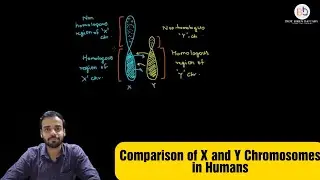 Comparison of X and Y chromosome in humans