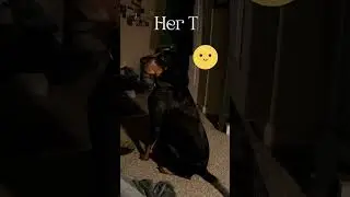 My Bedtime Ritual With a Hound  #ducks #blueticks #bluetickcoonhound #dog #bedtime #eveningritual